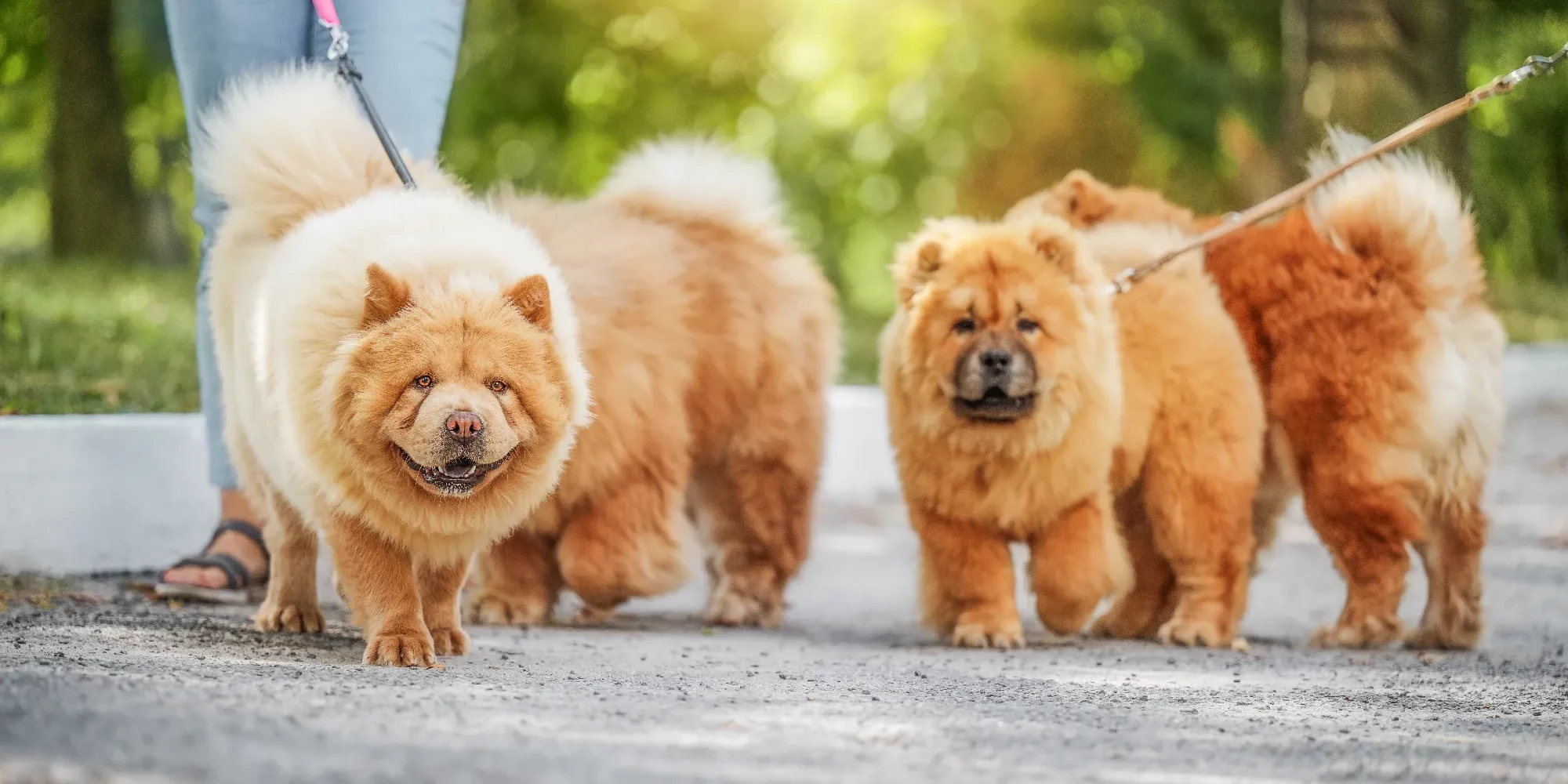 three-fluffy-dogs-on-leashes-walk-with-owners-in-a-2024-12-05-22-41-42-utc