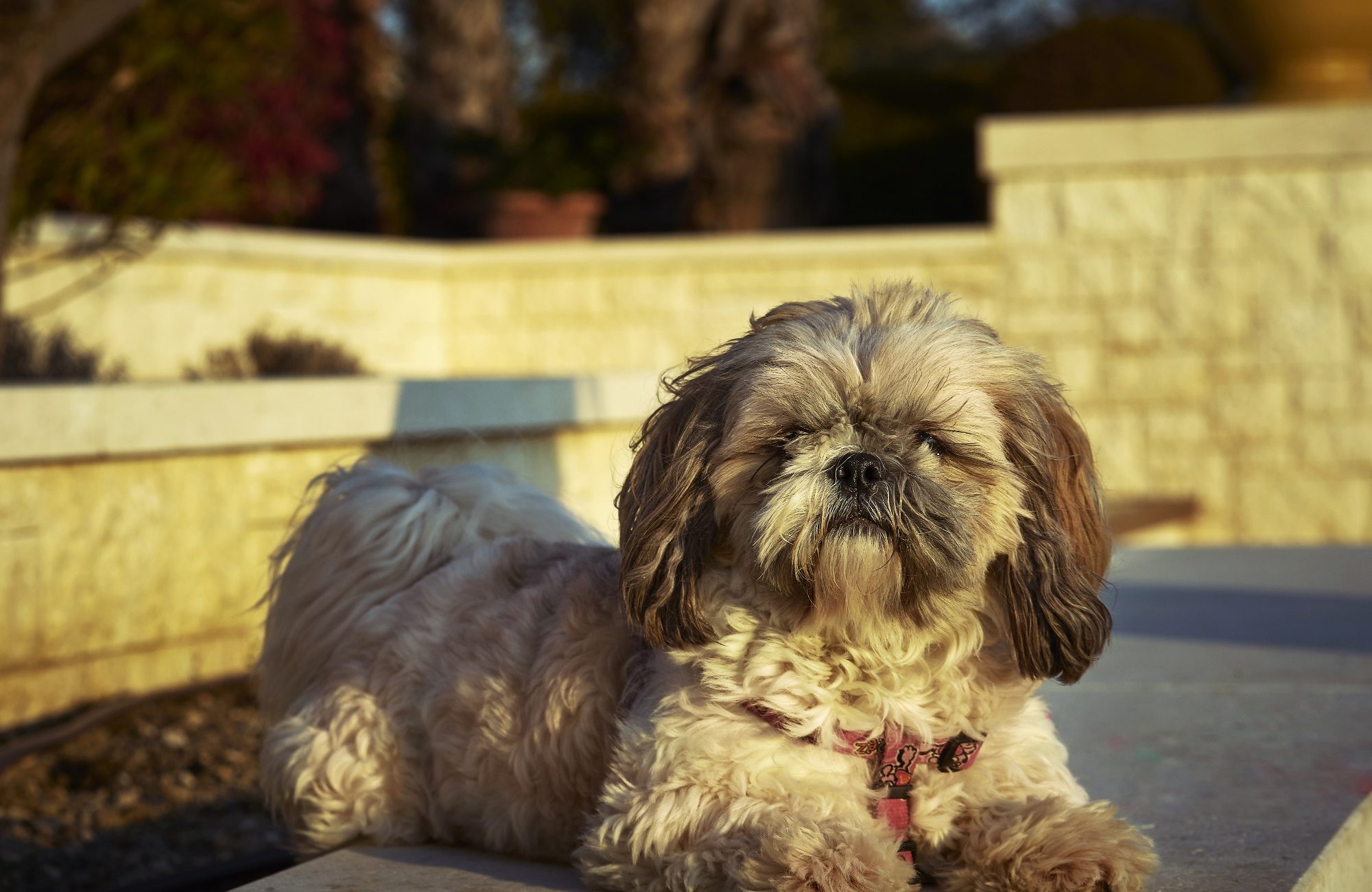 view-of-a-shih-poo-dog-sitting-on-the-ground-and-l-2023-11-27-05-06-38-utc